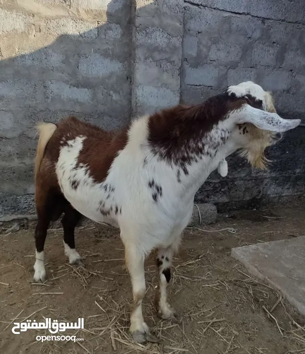 بدون اي احراج ماعجبك السعر طوف بدون اي جدل