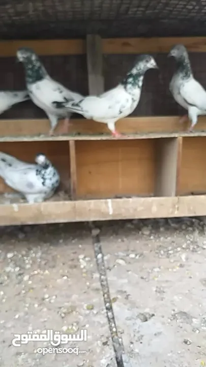 pakistani pigeons