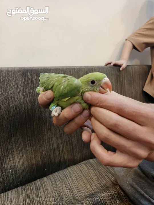 فراخ درة للبيع