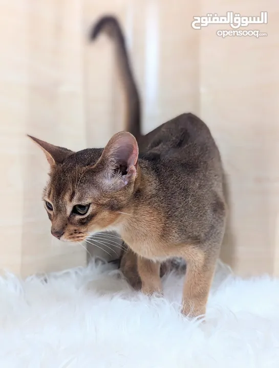 Purebred Abyssinian