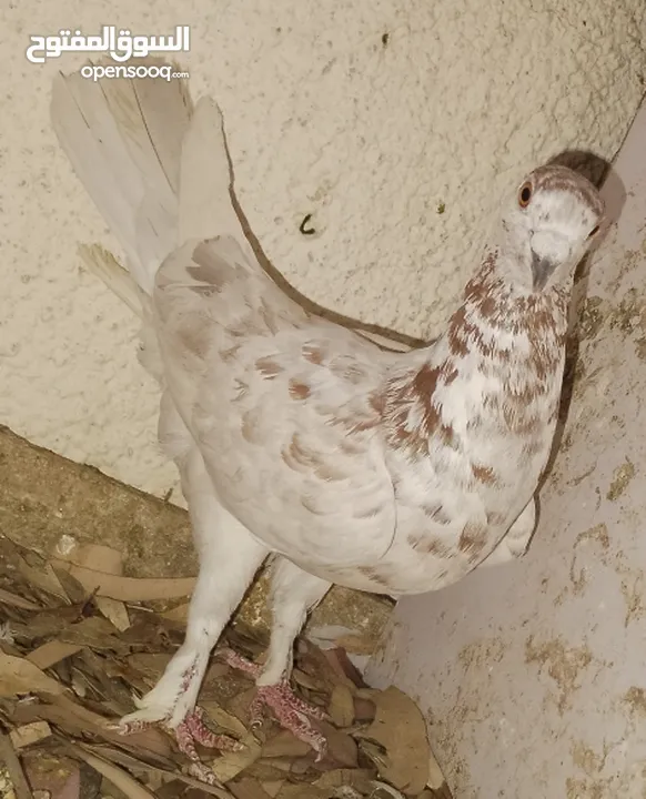 حمام جواز بصلات على نبي الحبه ب دينارين واغلبو تحتيو فراخ وبيض