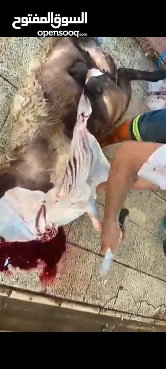 لحام منزلي متنقل لذبح كافة الاضاحي والعقائق والنذور