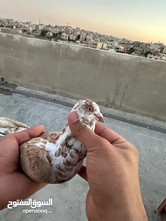 طيوور حمام للبيع بسعر مناسب تنظيف سطح