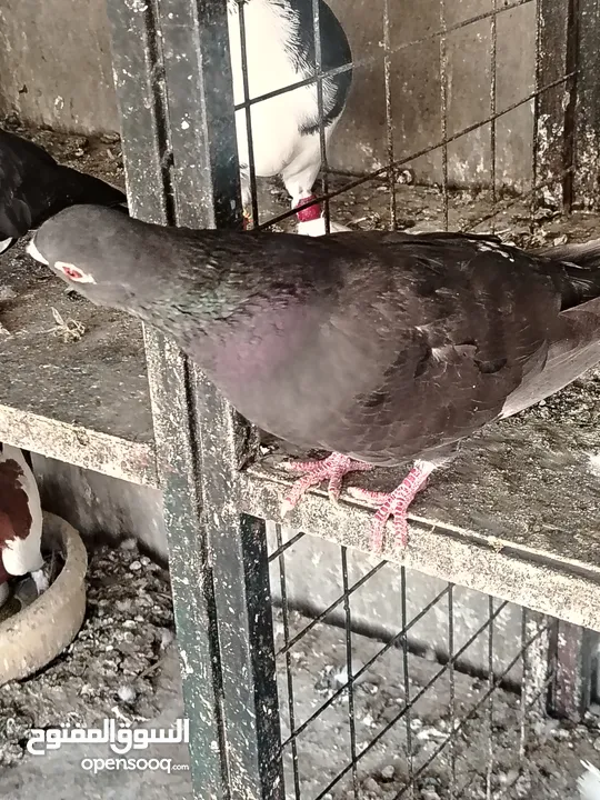 جواز و حبات