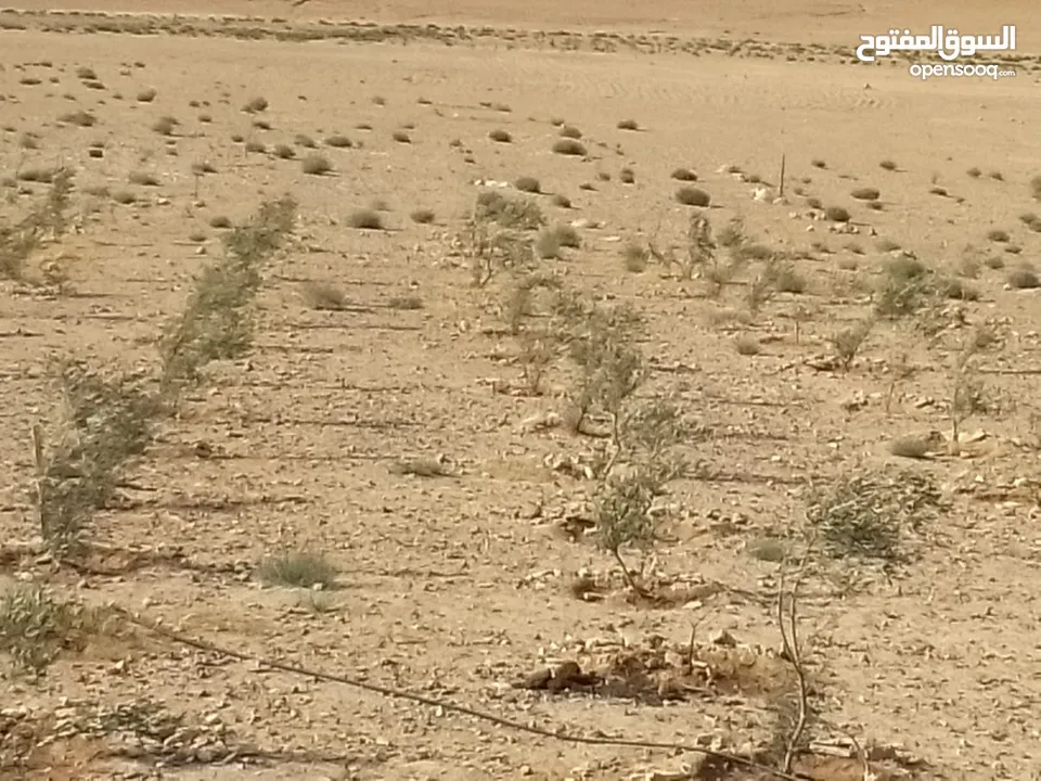 عشره دنمات للبيع