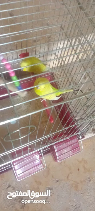 جواز حب شغاله