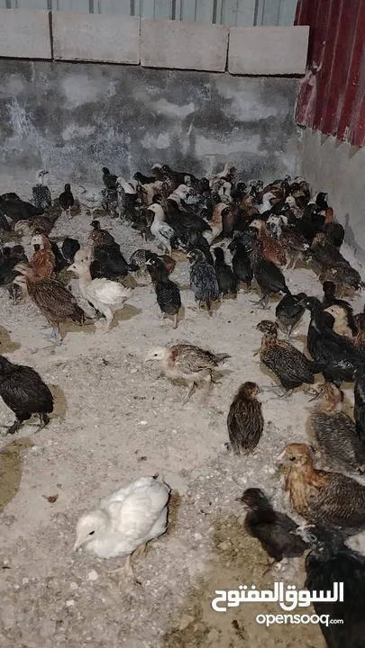 صوص لوهمان وبلدي