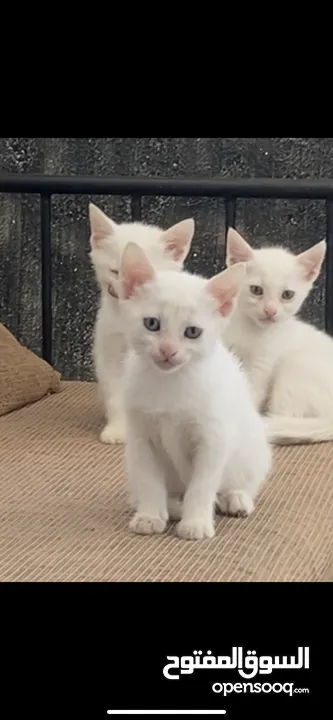 3 chatons angora turc race pure, 1mois et 17 jours