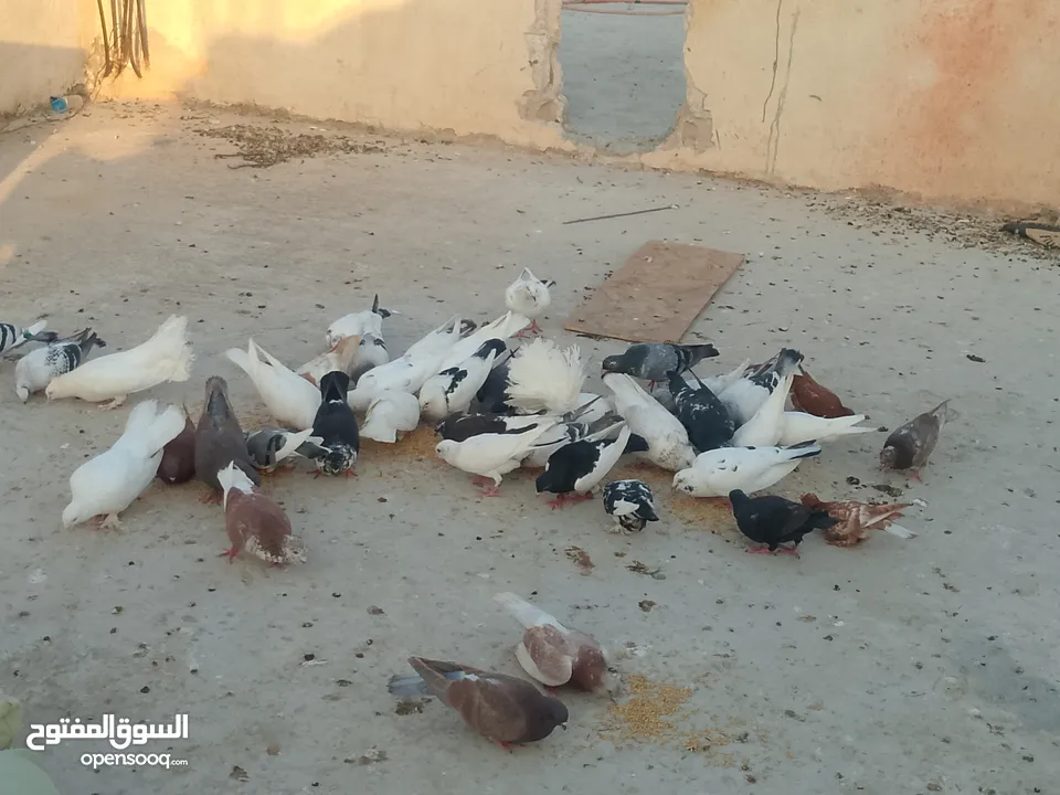 حمام للبيع في الزرقاء العالوك بجانب بقالة الصقر التواصل عبر الواتس اب