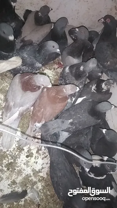 حمام بلدي وفيه جوز او جوزين مش بلدي البيع كوم وفيه اكم حبة صغار