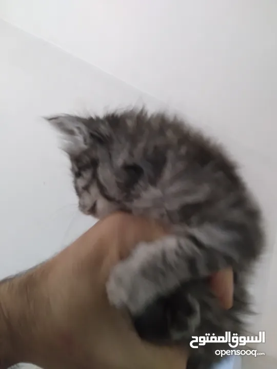 قطط  جميلات صغيرات للبيع