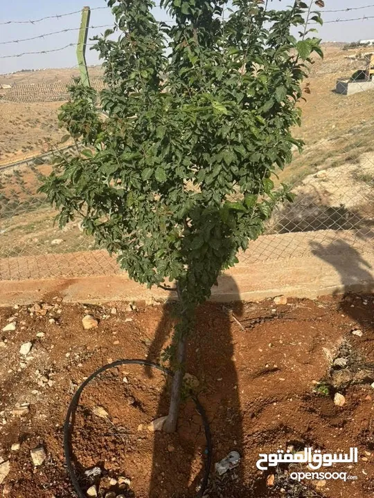 للبيع بيت ريفي تشطيب سوبر ديلوكس منطقة دحل (المدور) شرق جرش