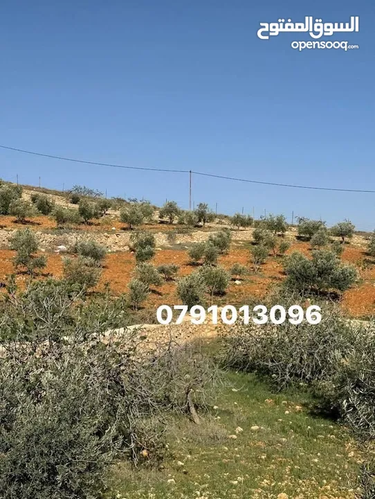 للبيع 3500م ثلاث دنم ونصف منطقة نادرة شرق جرش