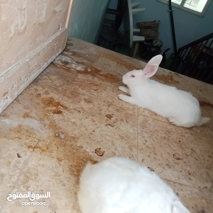 ارانب للبيع اناثي شغالة وذكور
