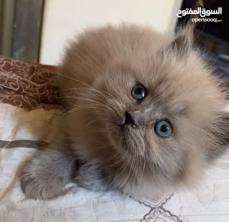 قطة أنثى (كتنز )نوع هملايا للبيع