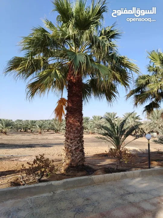 بيع نخيل مثمر وزينه وشنطونيا