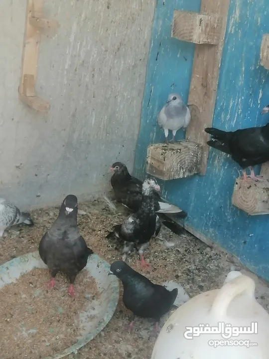 حمام للبيع