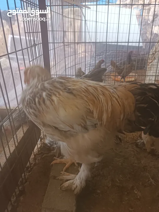 دجاج براهما