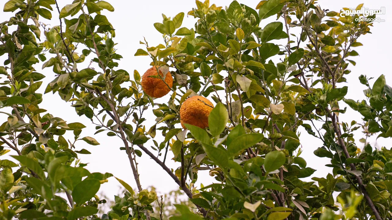 مزرعه للبيع بركاء الصومحان الجنوبية