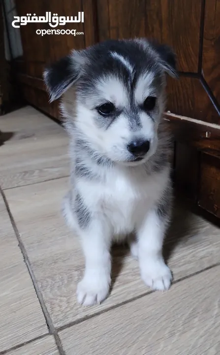 45 days old husky puppy