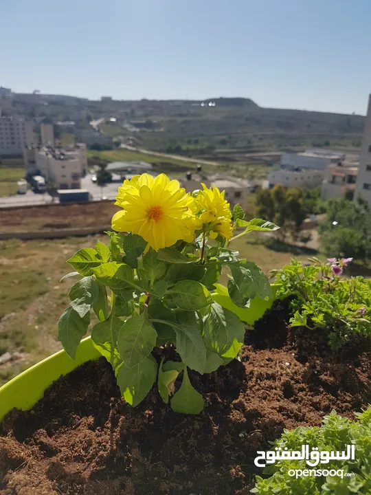 شقه للبيع بيتونيا