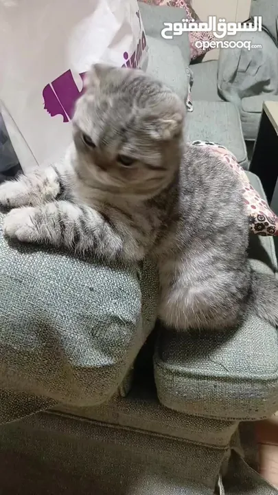 ذكر سكوتش فولد