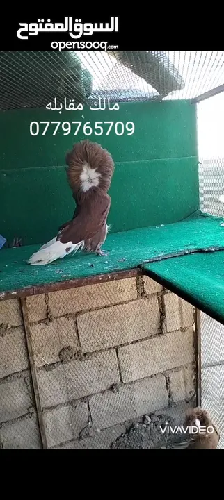 زواج حمام وطواير للبيع