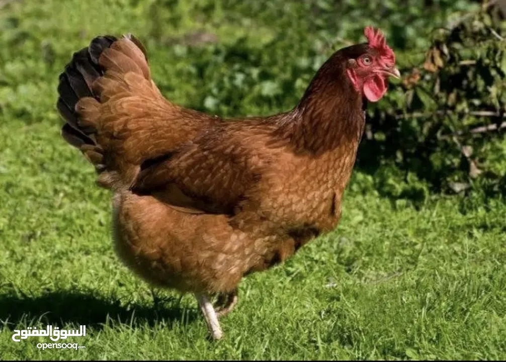 بيض مخصب وصيصان دجاج سلالات