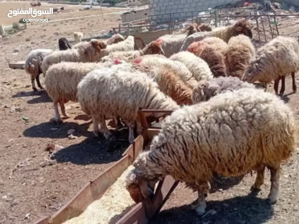 نبدأ بصلاة عل رسول الله  عرووووض   -عرووووض-عروووض  بمناسبة عيد الاضحى المبارك