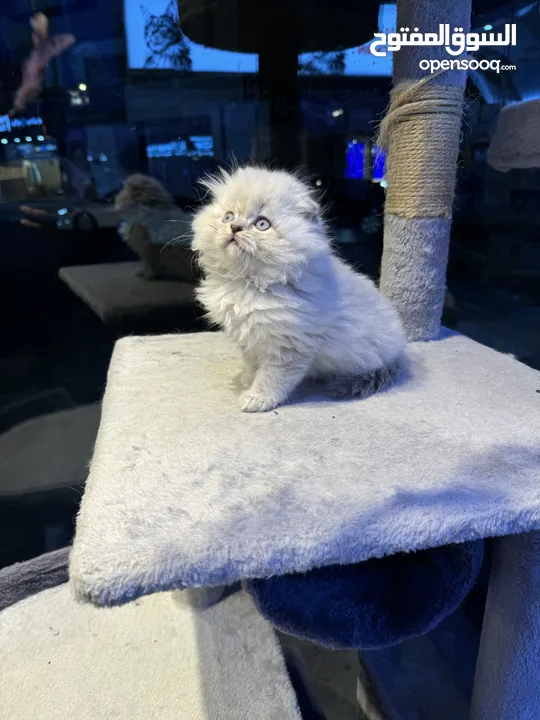 Persian kittens 2 months old male and female also Scottish fold avaible