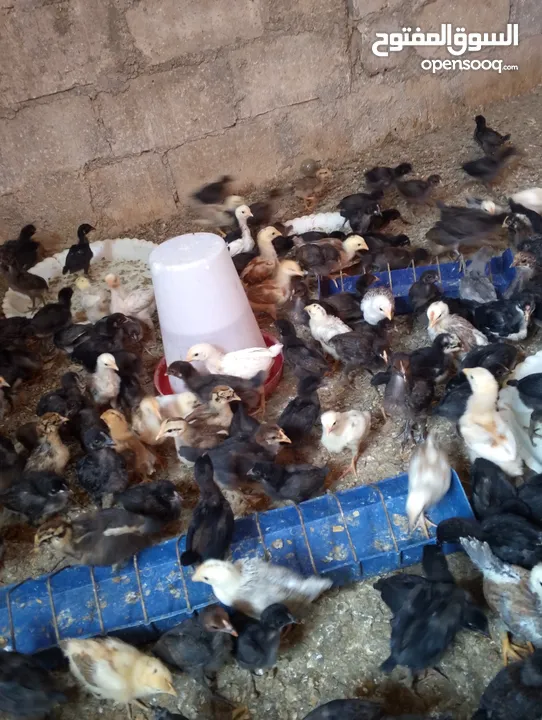 صوص بلدي  بناديق بكستاني  صحه ونضافه