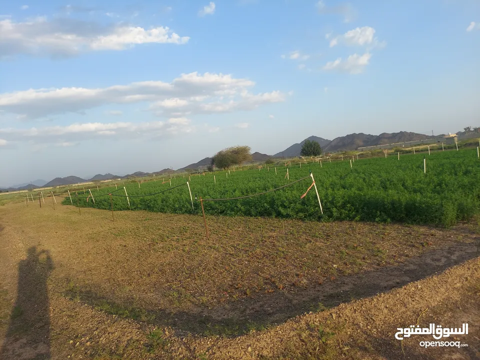 Farm for rent,Or sell  abundant water,  وللبيع المزرعه thank God