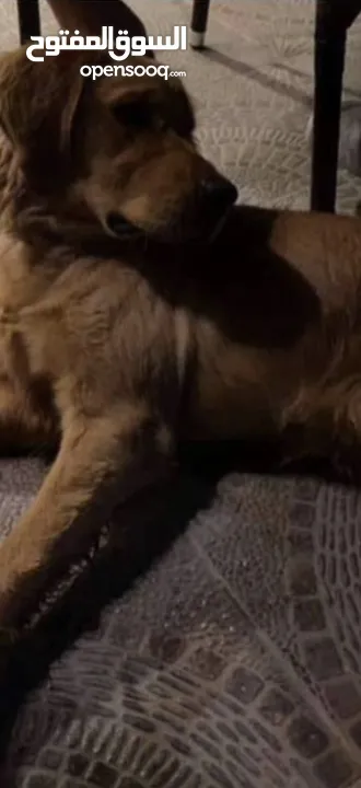 للبيع كلب جولدن ريتريفر Golden Retriever