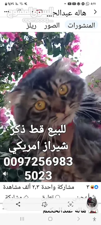 للبيع قطه شيرازي سكوتش بسعر 400 شيكل  للاستفسار