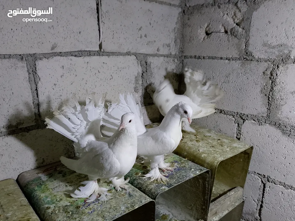 جواز حمام شغلات ميه بل ميه