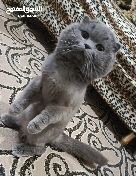 ذكر بريتش بلو للتزاوج
