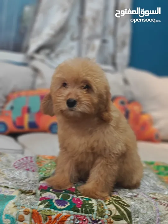 Goldendoodle Male Puppy