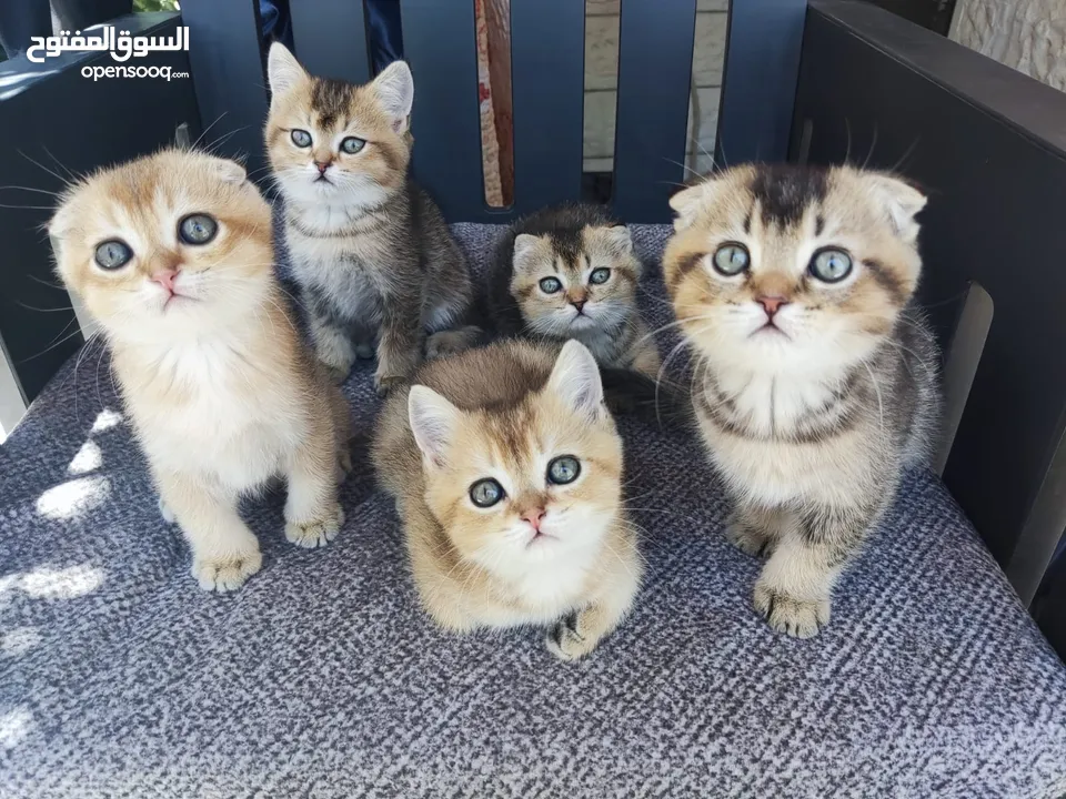 قطط سكوتش فولد