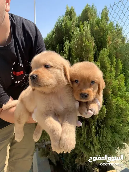 جولدن ريتريفر Golden retriever