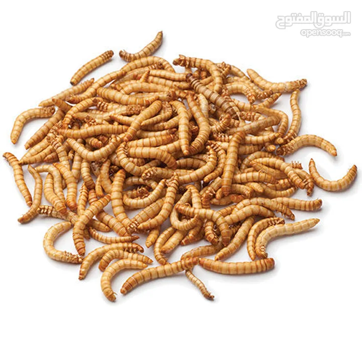 Live Mealworms for Sale – High Quality Feed (100Count)for reptiles and fish and turtle and chicken