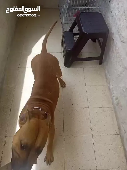 كلب بيتبول للبيع العمر 10 شهور