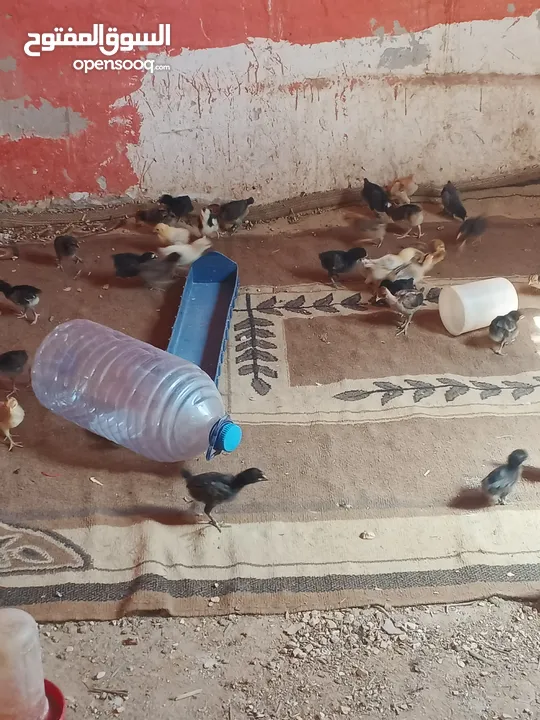 صوص البيع بلدي عمر شهر