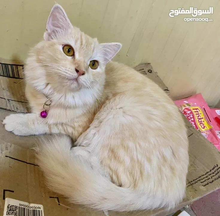 Pet cats for adoption قطط أليفة للتبني