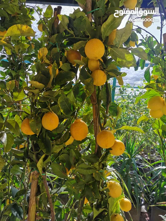 جميع أنواع الأشجار ( أشجار زينة - أشجار مثمرة )