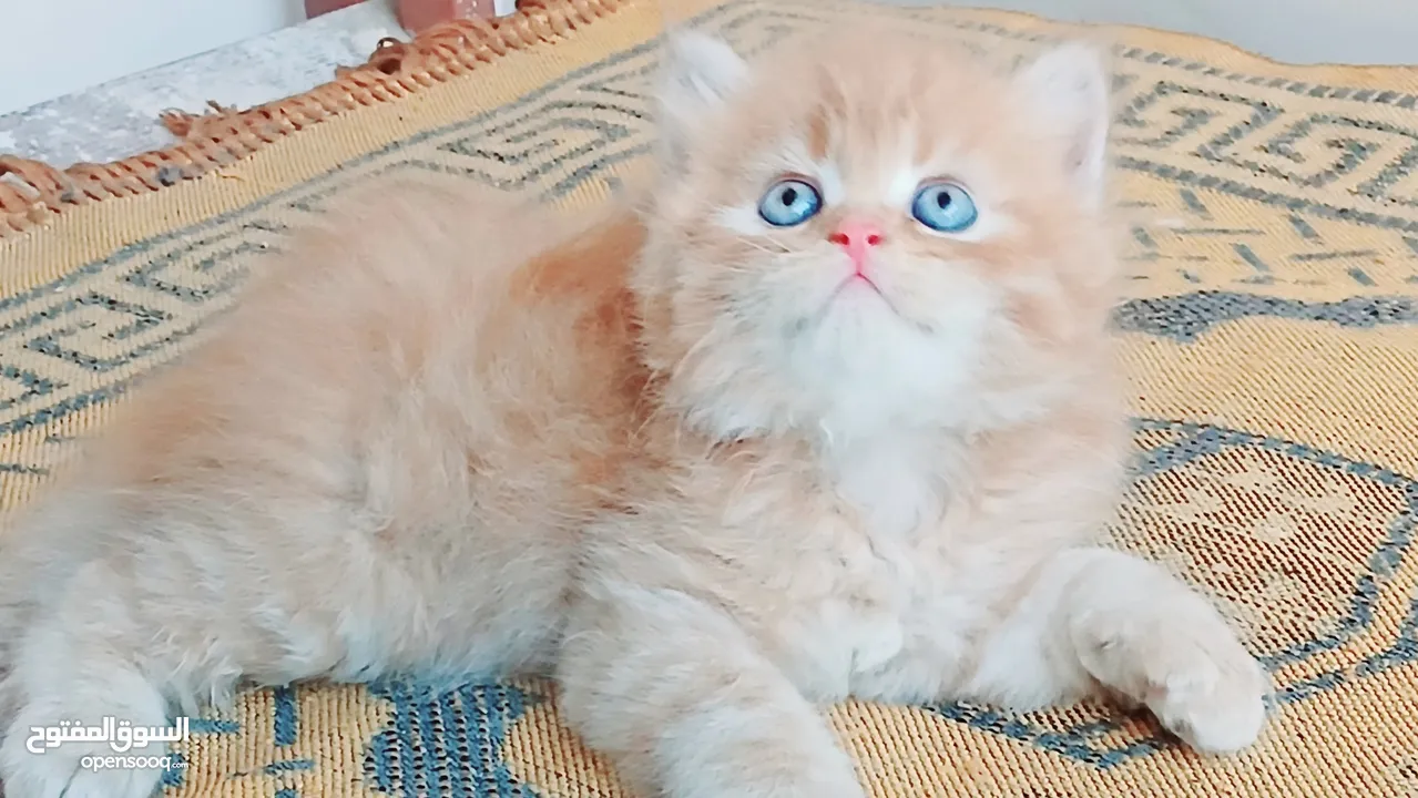 كيتنز بيرشن بيور مدربين ومطعمين حشرات 47 يوم