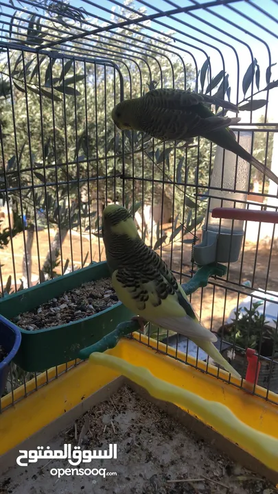 جوز حب شغال