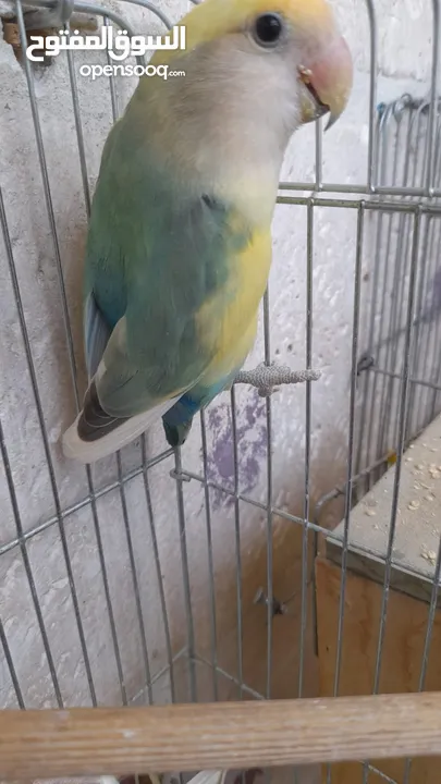 جوز روز منتج حجم و صحه و نظافه و ريش