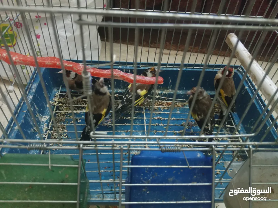 حساسين وكنارات نخب اول مقنوة صحة ونضافة