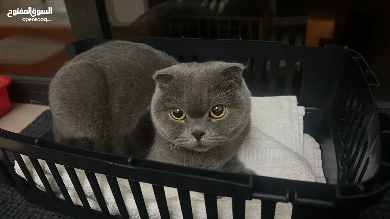 Scottish fold (female) cat