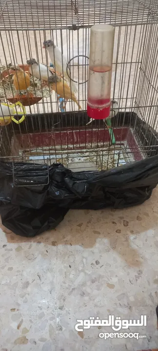 عصافير مقنبرات